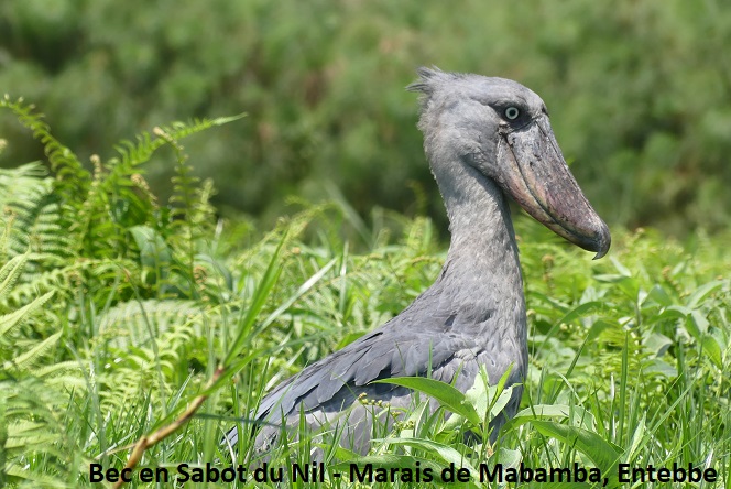 Vumbura VOYAGES